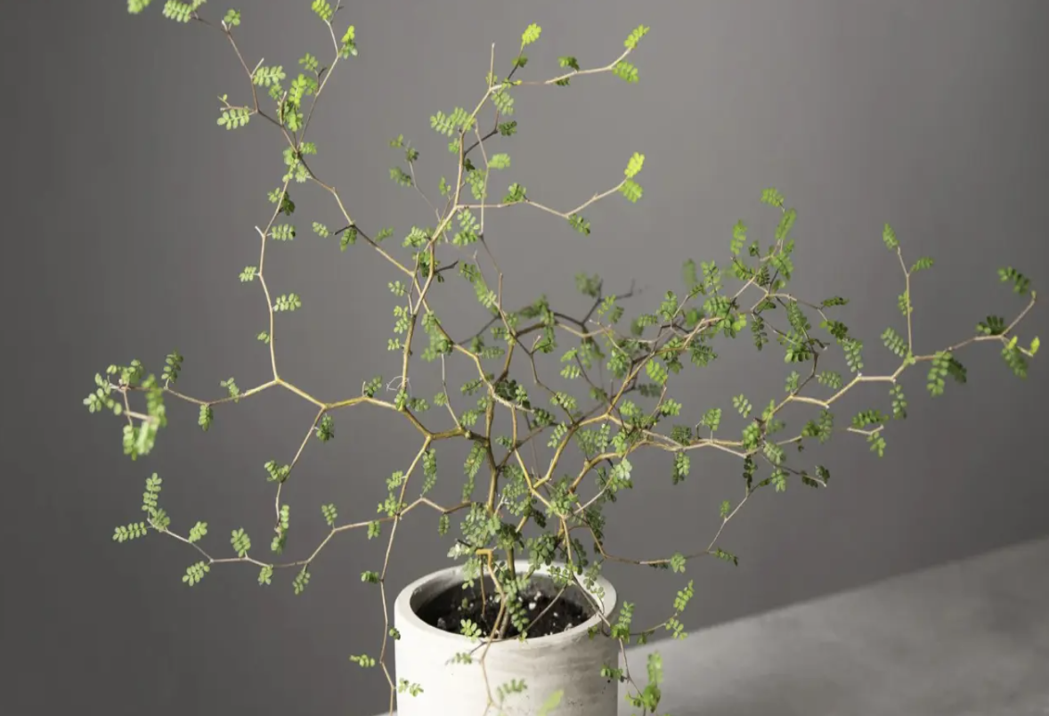 Sophora prostrata Little Baby plant